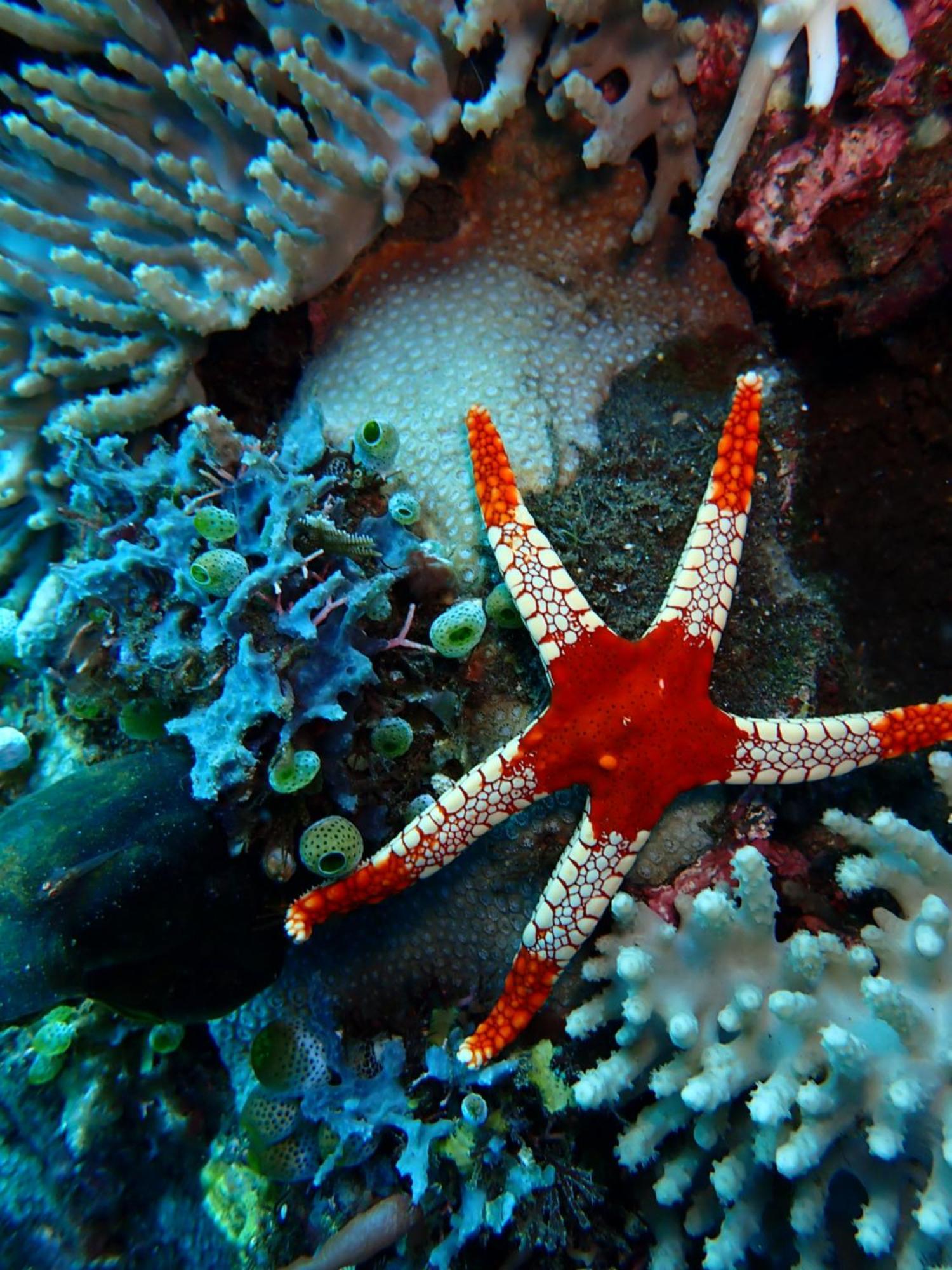 Palm Springs Bali Dive Resort Tulamben Extérieur photo